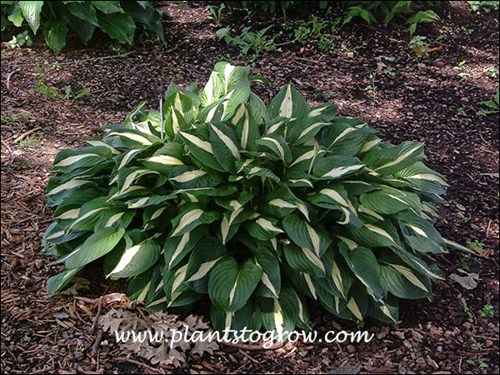 Hosta Risky Business (Hosta)